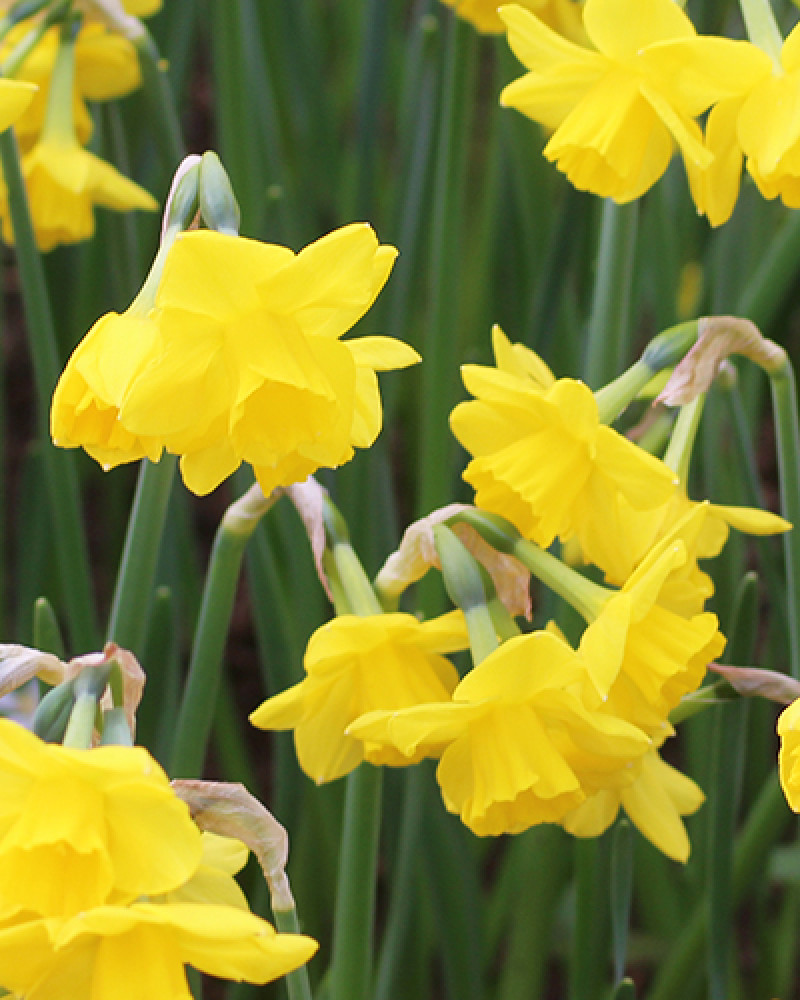Narcis 'Quail' is een rijkbloeiende variëteit 
